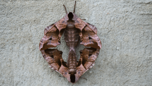 Two Eyed-hawk moths, mating